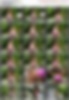 85460288_[14y]_rosmeri___girlonrock3.w.jpg